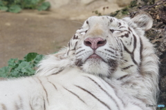 東武動物公園 爆睡のホワイトタイガー