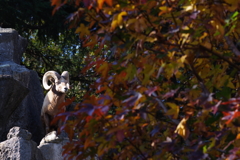 金沢動物園 秋と動物をテーマに撮ってみた！ オオツノヒツジ(オス)と紅葉