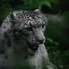 雨のいしかわ動物園 なかなかしっかり白いユキヒョウ