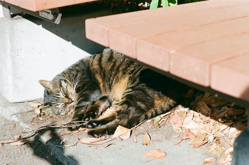 気持ち良さそうにねる野良猫さん(フィルム)