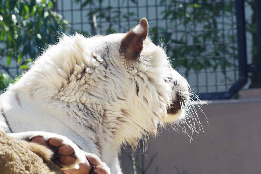 いしかわ動物園 ホワイトタイガー　起きた