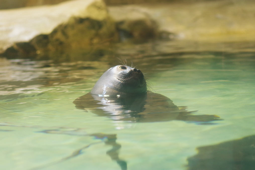 いしかわ動物園 いい顔(・ω・)
