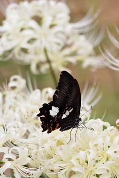白い彼岸花と黒いモンキアゲハ4