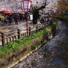 弘前さくら祭り　さくら 川を流れる