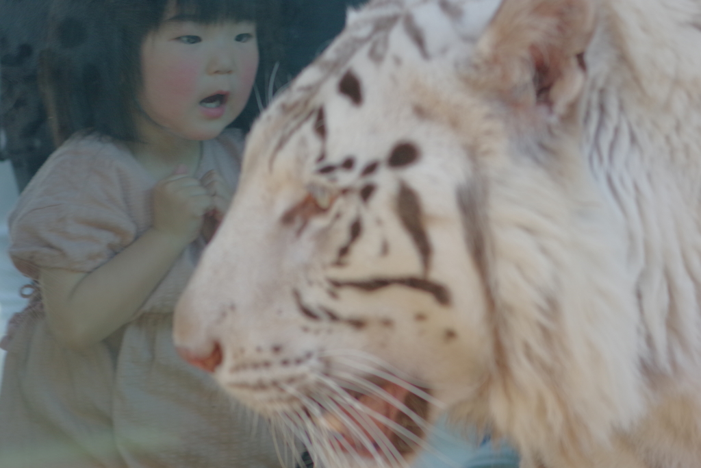 いしかわ動物園 ホワイトタイガーに見つめる女の子