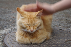 今日のノラ猫さん 30 高速なでなで