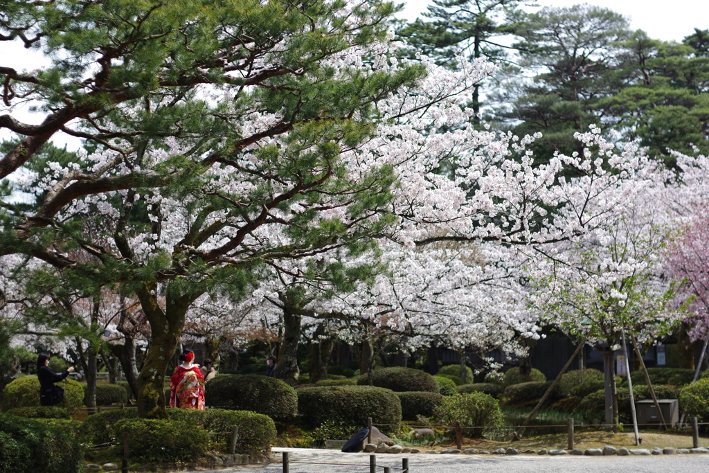 兼六園 桜 (24)