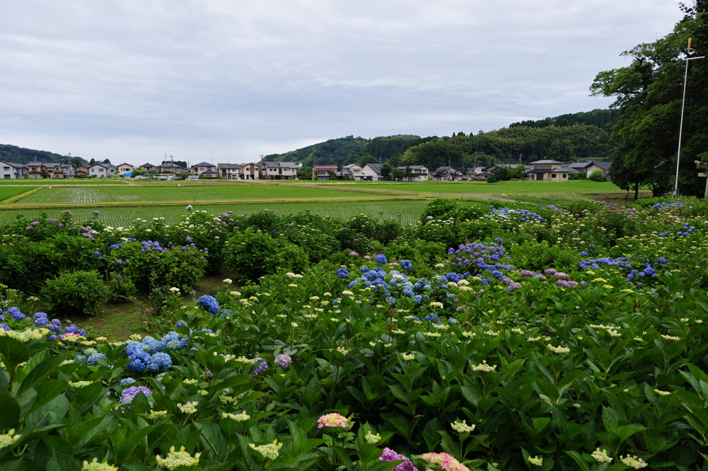 雨の次の日　紫陽花と田んぼ