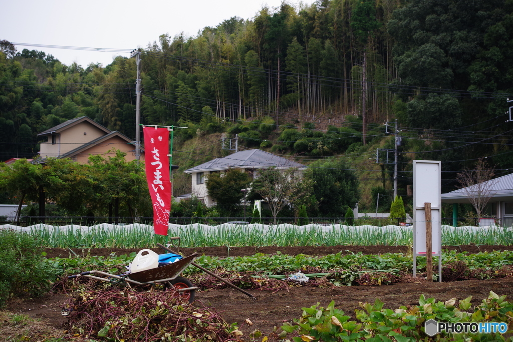  Satsumaimo 取れます