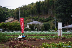  Satsumaimo 取れます