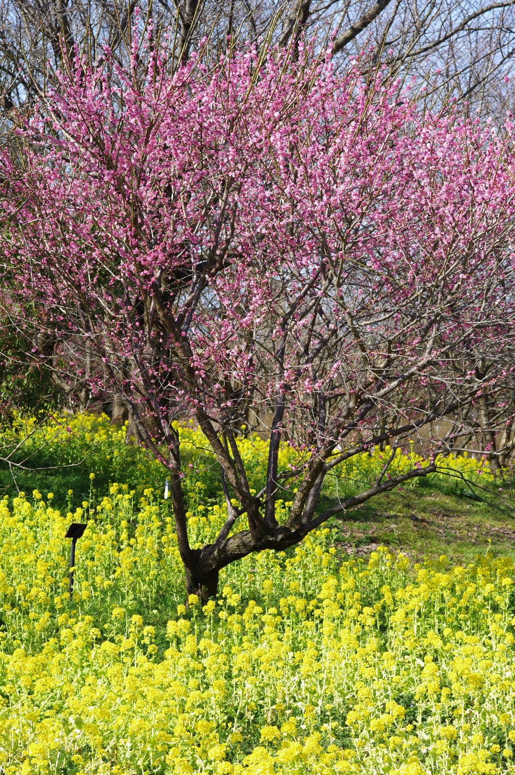 富山植物公園 梅と菜の花が綺麗 (1)