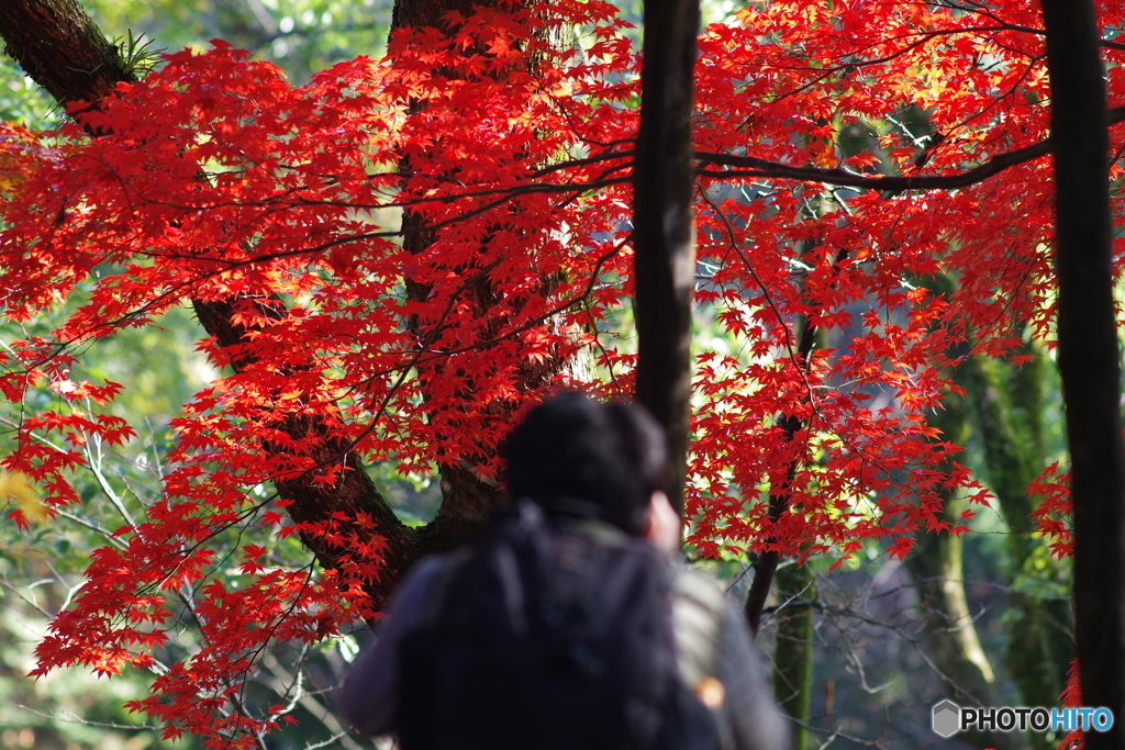 生田緑地 紅葉 200mm (2)