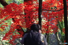 生田緑地 紅葉 200mm (2)
