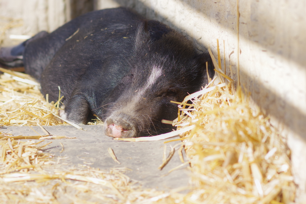 金沢動物園 秋だけど眠いがテーマ　ミニブタ