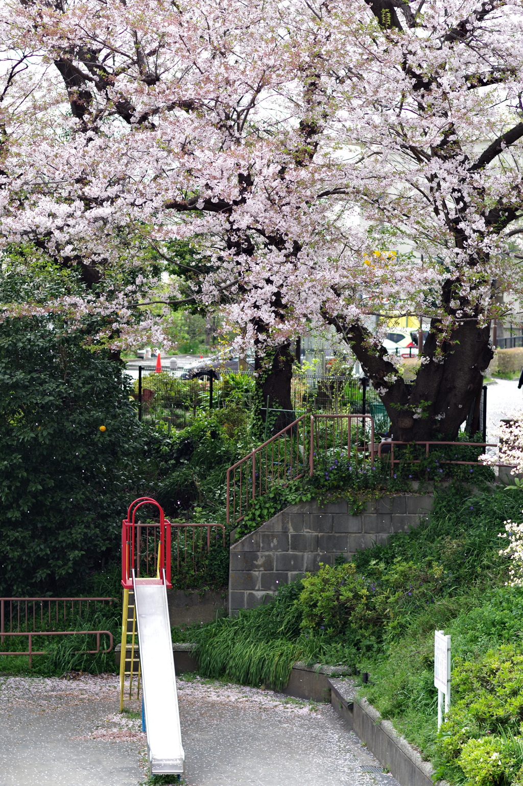 桜散歩 (2)