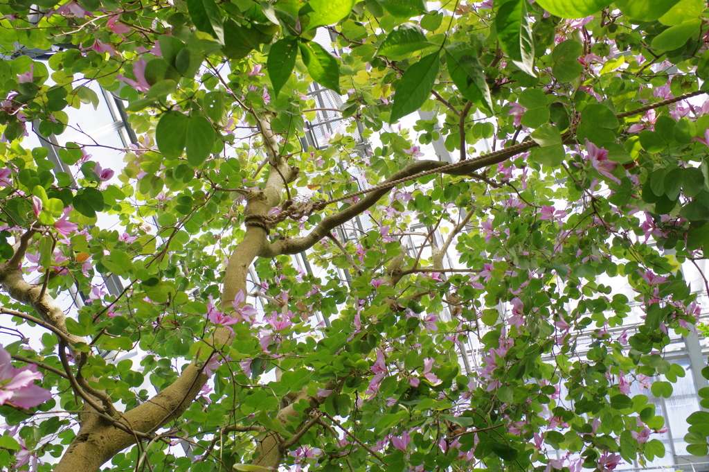 富山植物公園 (31)