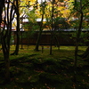 那谷寺 紅葉 (57)