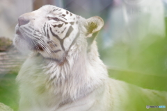 東武動物公園 何かを見上げるホワイトタイガー