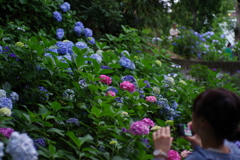 妙楽寺 アジサイと写るんです