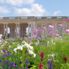 ヴェルサイユ宮殿 大トリアノン宮殿 色々なお花とともに