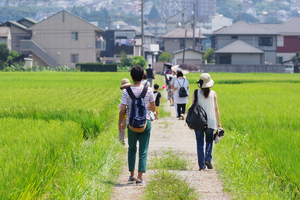 座間市ひまわり 田んぼ道