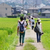 座間市ひまわり 田んぼ道