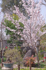 常泉寺　桜