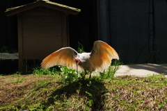 いしかわ動物園 トキ　確かに羽の色が特徴的