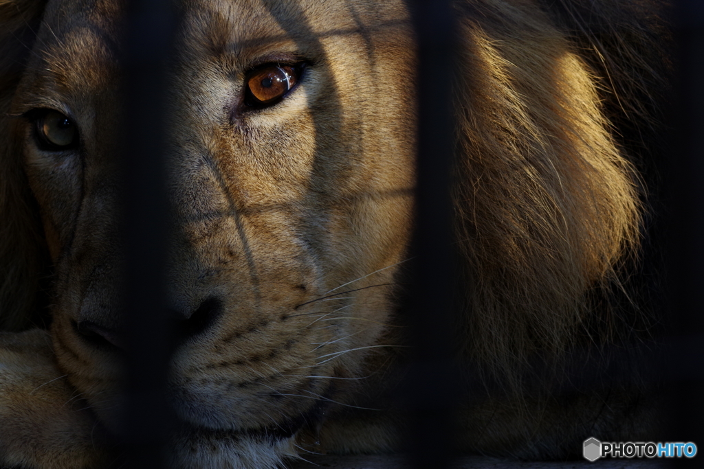 野毛山動物園 昼 夜 (5)
