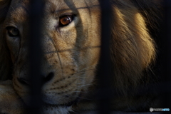 野毛山動物園 昼 夜 (5)