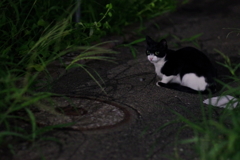 今日のノラ猫さん 17 夜の野良猫