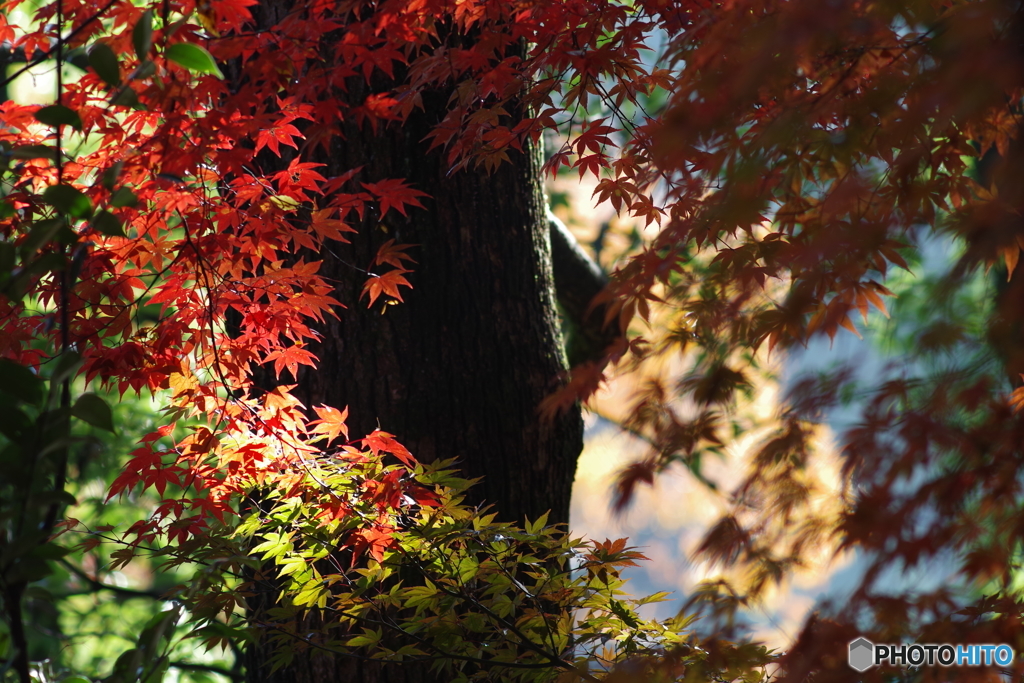 生田緑地 紅葉 200mm (5)