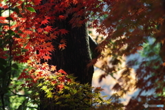 生田緑地 紅葉 200mm (5)