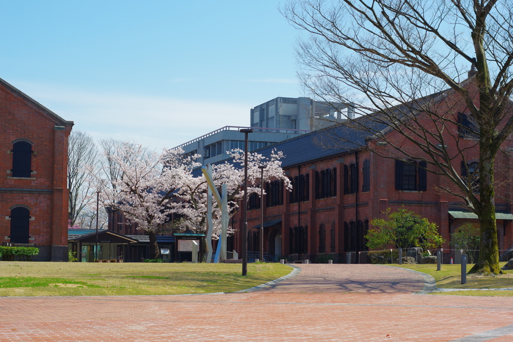 兼六園 桜 (80)