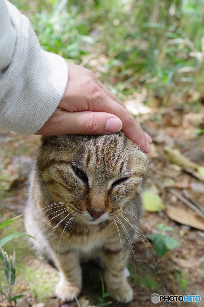 三渓園 猫 (4)