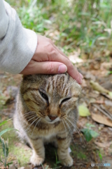 三渓園 猫 (4)