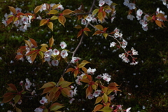 兼六園 桜 (23)