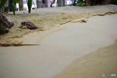 鴨川シーワールド (6)