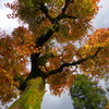 那谷寺 紅葉 (47)