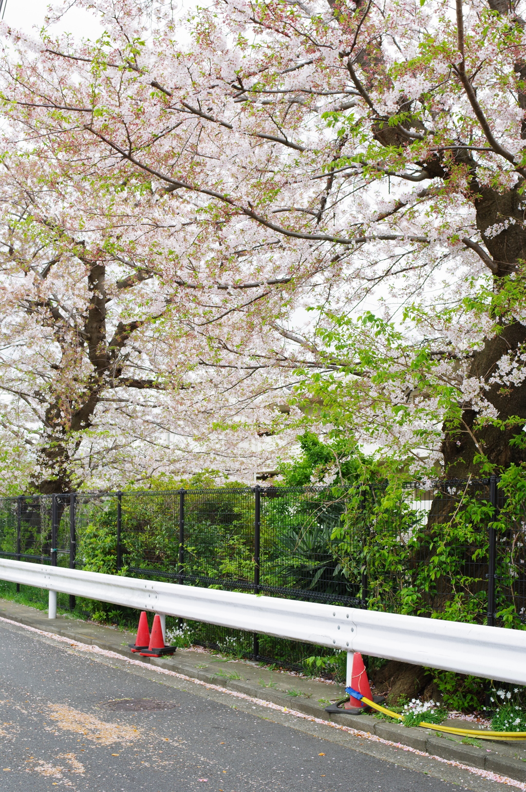 20200405 桜散歩 (6)