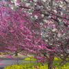 富山植物公園 梅と菜の花