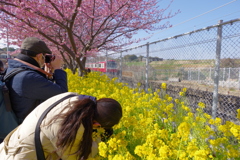 DA 11-18mm f2.8 試し撮り 河津桜と菜の花 カメラマン