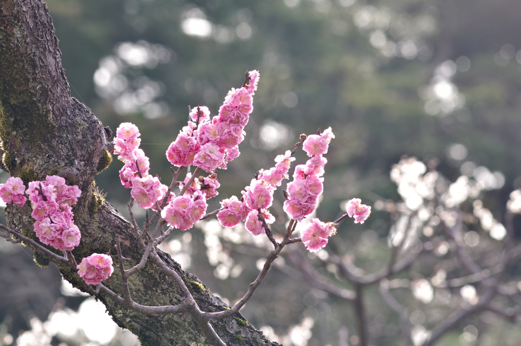 兼六園 梅林 (64)