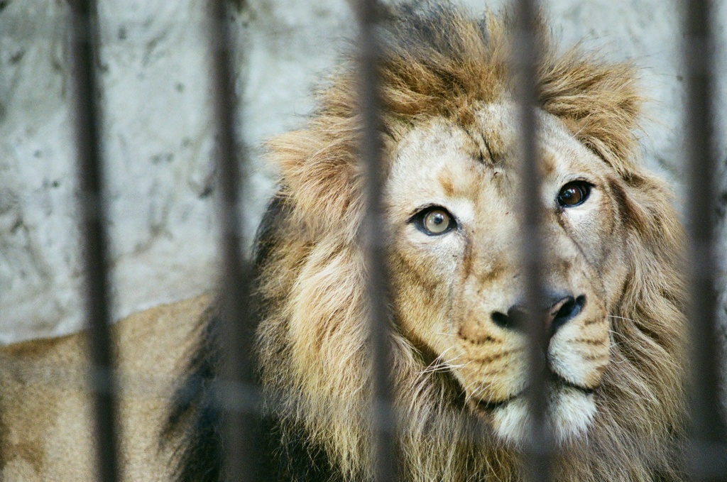 野毛山動物園(フィルム) ライオン オッドアイ