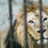 野毛山動物園(フィルム) ライオン オッドアイ