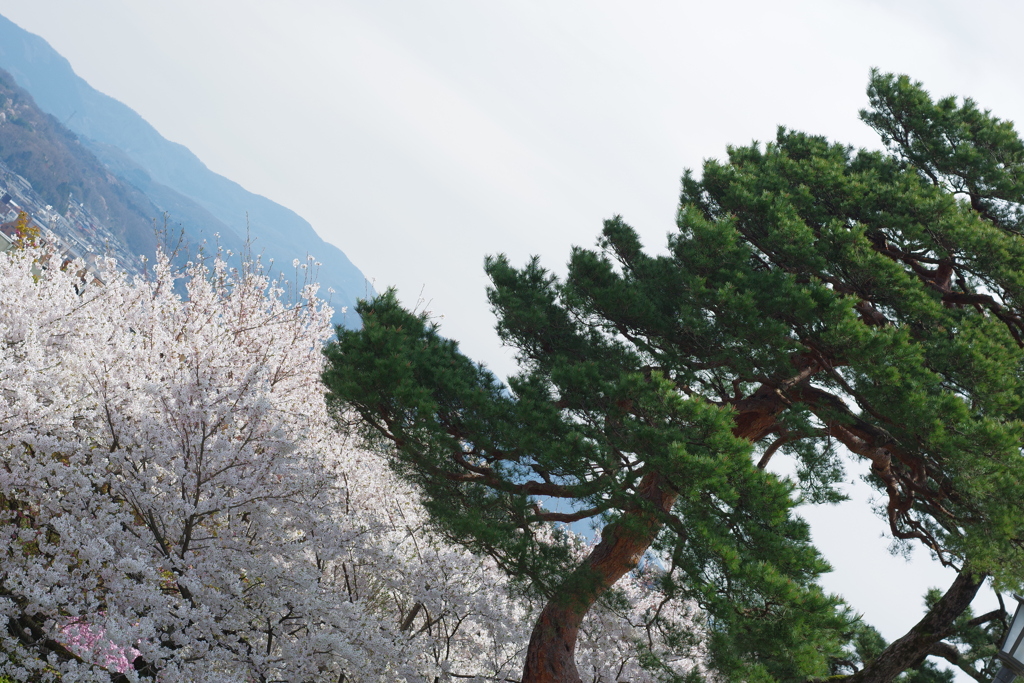 2020 兼六園　花を愛でる ペトリ50mm f1 (7)