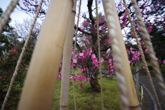 兼六園 梅林 (4)