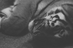 白黒フィルムで動物を撮ってみた　トラ