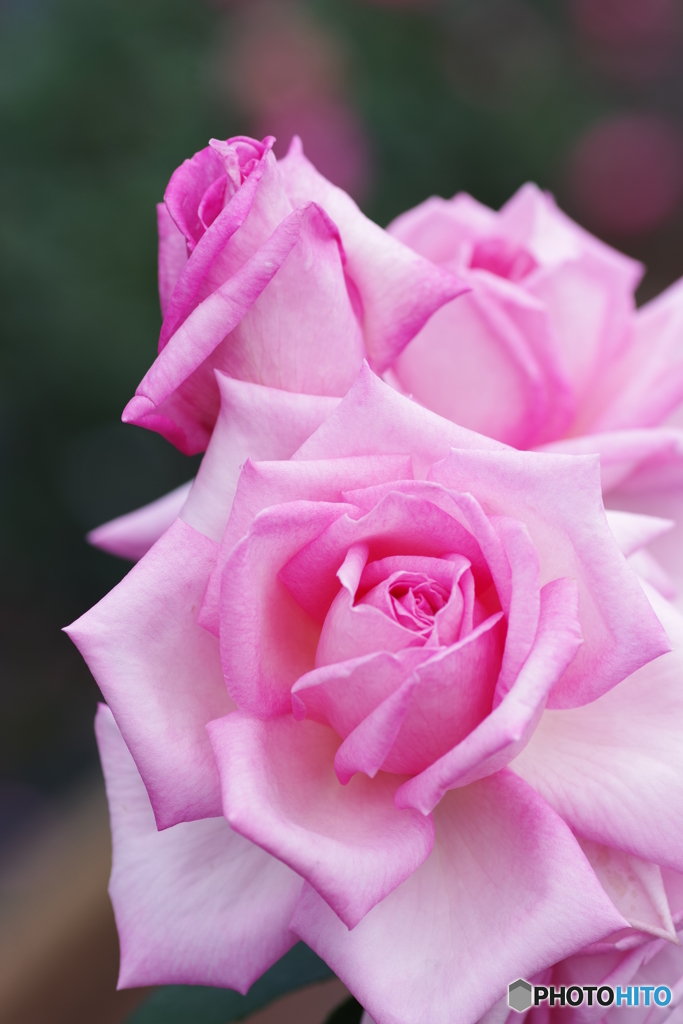 生田緑地 薔薇園 (3)