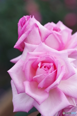 生田緑地 薔薇園 (3)